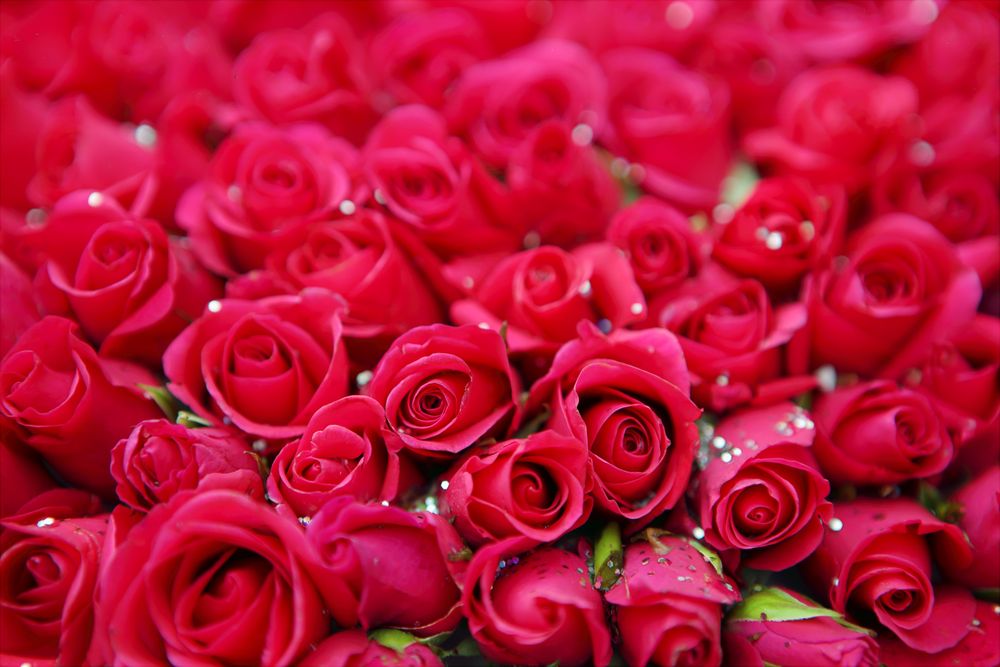 Rosenarrangement in kräftigem Rot